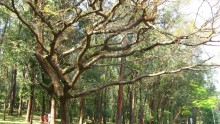 The Copaiba: the “miracle tree”