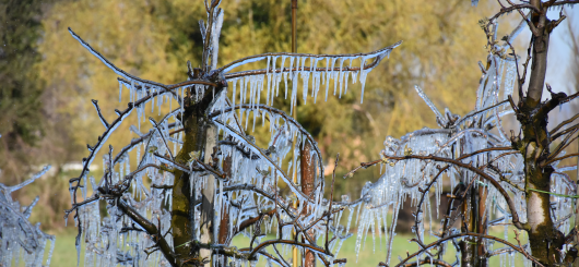 Frostschutzberegnung